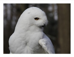 "Snowy" came to us in 1991.  He is one of the oldest snowy owls in captivity and did programs with us for many years.  He is  now retired and lives with his buddy, Pirate.