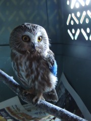 This Saw Whet Owl is recovering from a wing fracture.  She is in a quiet location where she has minimal contact with humans.