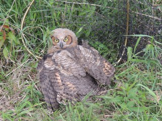 This young great horned owl is old enough to be out of the nest.  Note the adult feathers on the wings.  He would have been beginning to fly, but suffered a broken foot.