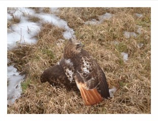 This red-tailed hawk was found along a trail with an obvious wing injury.  The humerus, or upper wing bone, was fractured mid-shaft, which made her a good candidate for complete recovery.