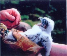 Wildlife Recovery Association worked for almost thirty years to help return peregrine falcons to Michigan's Upper Peninsula.  Here, Barb holds the young peregrine as Joe bands the applies the band.