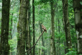 Often, you will see red-tailed hawks on the edge of the woods.  They blend in when their back is turned to usl.