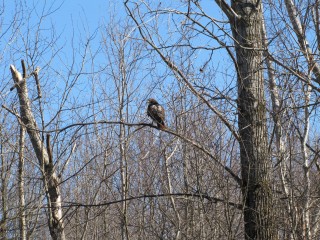 Although this red-tailed hawk is a mature bird with rusty red tail, he blends in well with branches.