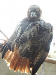 This is an adult red-tailed hawk with rusty  red tail and dark eyes.