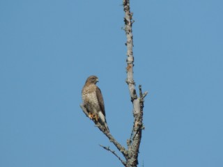 Broadwing Hawks are secretive, but will perch in the open in wetlands.