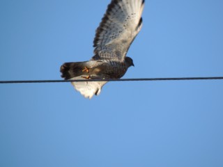 Note the white underside of this Broadwing Hawk.
