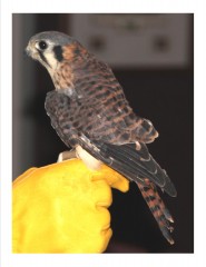 Penny is a beautiful female American Kestrel, a small falcon. Kestrels are extremely agile in flight and hav many special adaptation to help them survive. Her hunting techniques are unique, as are her adaptations that help ward off larger hawks from stealing her food.