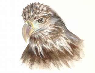Immature Bald Eagle in watercolor by Suzi Youatt