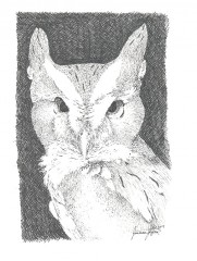 Eastern Screech Owl in pen and ink by Joanna Rogers
