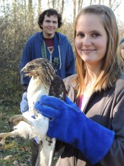 The opportunity to release a beautifully conditioned hawk or owl that is ready to return to its wild home, is reward enough for those who volunteer to set up programs and organize groups of volunteers.