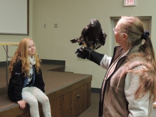Midnight is a dark phase Rough-legged Hawk.  They nest in the arctic and move south during winter for easier hunting.  She is shown here at a special program at Central Michigan University.