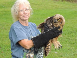 Paula, who often transports birds to the Wildlife Recovery Association sanctuary gets a chance to release a fledgling great horned owl back on territory.