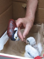 This nestling American Kestrel was taken in because of a nest disruption.  The puppet mother was used to initially care for the youngster until we could be sure he was healthy and strong.  Later, he was introduced to a live American Kestrel foster parent.  both adult and youngster bonded extremely quickly.