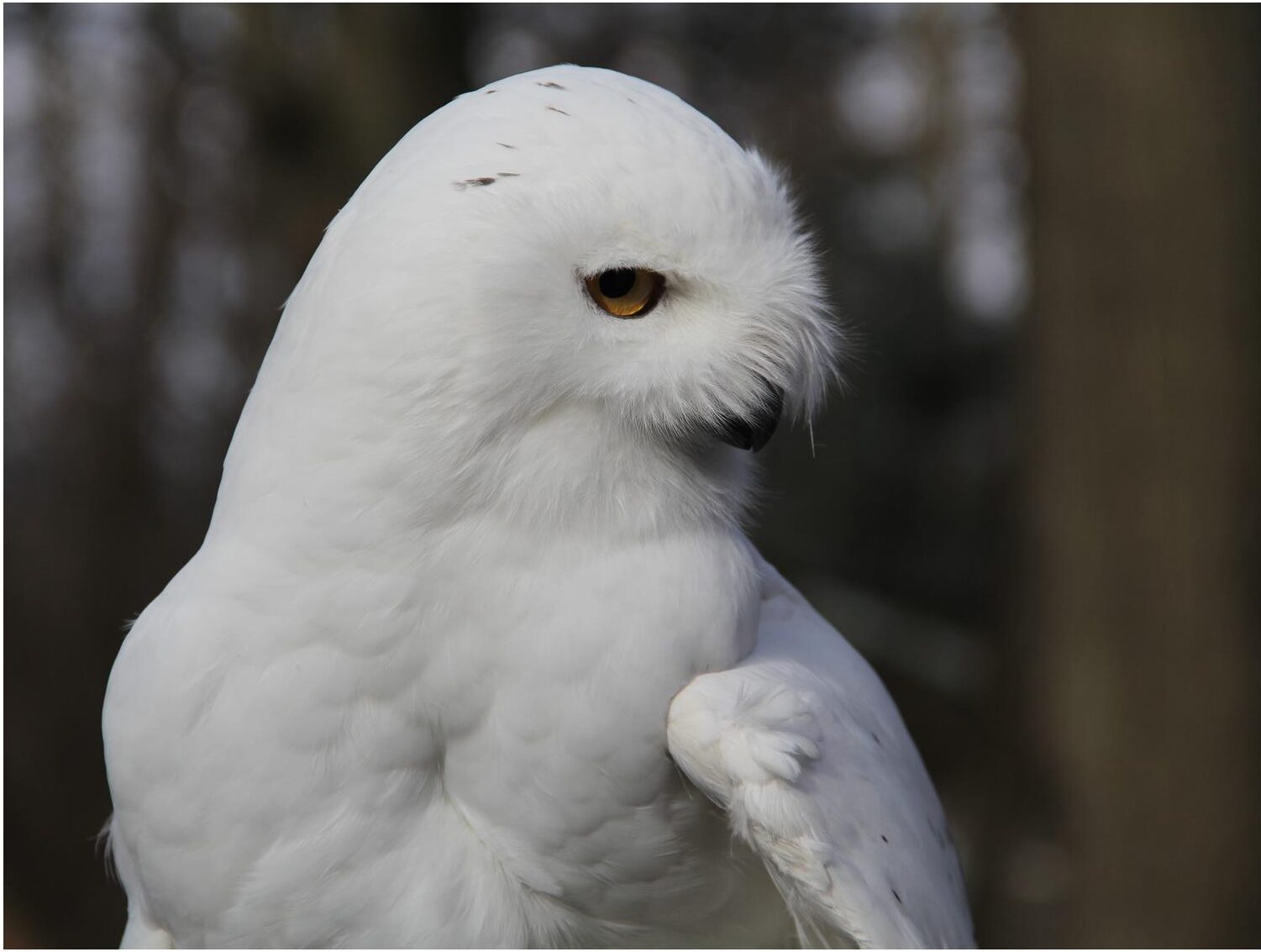 Wetland-owl
