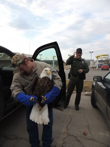 We work with many law enforecement agencies such as conservation officers, police officers, and sheriff departments who assist in rescuing these incredible birds. 