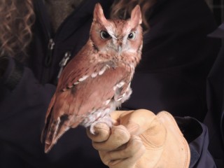 Eastern Screech Owl