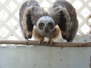 This juvenile great horned owl is displaying defense posture, a behavior that needs to be retained during rehabilitation if the owl is to be released.  Habituation to people will destroy this tendency to posture.
