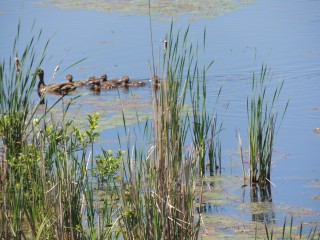 Little Swamp Sanctuary is home to a variety of wildlife, and is also a resting point for migrating birds. Many years ago, wetland plant species were intoduced to the land; some for cover, and many food bearing plants were started. We now see the benefit of this long term planning, and are able to find large numbers of wildlife species, many of which are rare or endangered.