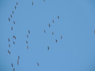 DSCN8075