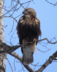 Rough-legged Hawks often perch on branches smaller than would a red-tailed hawk.  The rough-legged hawk has smaller feet!